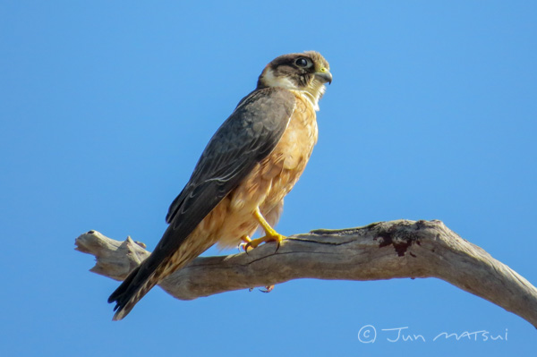 Falco longipennis [IMG_2274]