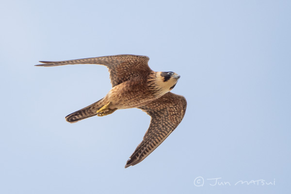 Falco longipennis AAA_2413