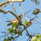 Falco longipennis [JUN_3010]