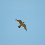 Falco peregrinus [DSC_0279]