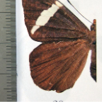 Chaetocneme tenuis hibernia F (1)