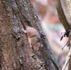 Antechinus leo