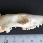 Dasyurus hallucatus