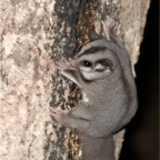 Petaurus breviceps