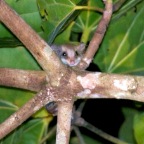 Acrobates pygmaeus