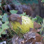 Tarsipes rostratus