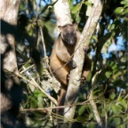 Dendrolagus lumholtzi