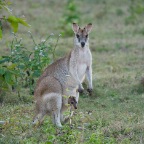 Macropus agilis