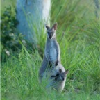 Macropus parryi