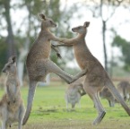 Macropus giganteus