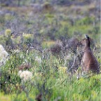 Macropus fuliginosus