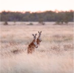 Macropus rufus