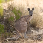 Macropus robustus