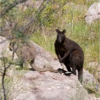 Macropus bernardus