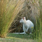 Macropus rufogriseus