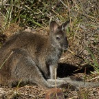 Macropus rufogriseus