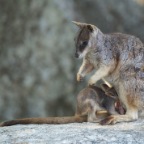 Petrogale mareeba