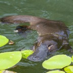 Ornithorhynchus anatinus