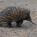 Tachyglossus aculeatus