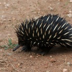 Tachyglossus aculeatus