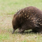 Tachyglossus aculeatus