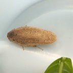 Molytria sp. ?