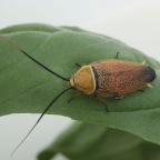 Ellipsidion australe