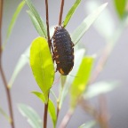 Cosmozosteria sloanei