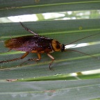 Periplaneta australasiae