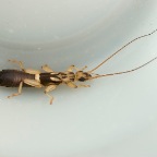 Cranopygia sp.