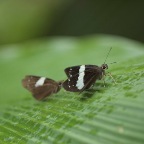 Notocrypta waigensis