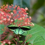 Ornithoptera euphorion