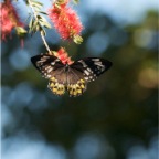 Ornithoptera euphorion