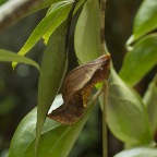 Ornithoptera euphorion