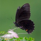 Papilio ambrax