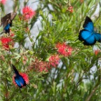 Papilio ulysses