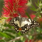 Papilio demoleus