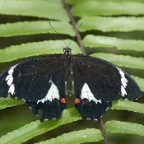 Papilio aegeus