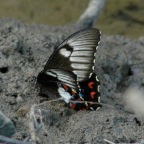 Papilio aegeus