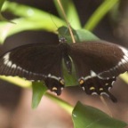 Papilio fuscus