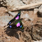 Graphium weiskei