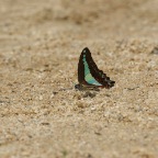 Graphium sarpedon