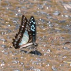 Graphium eurypylus