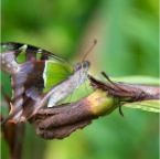 Graphium macleayanus