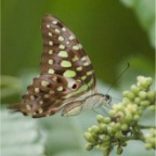 Graphium agamemnon