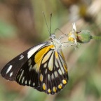 Belenois java