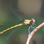 Diphlebia euphoeoides