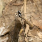 Podopteryx selysi