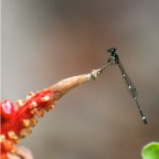 Nososticta solitaraia