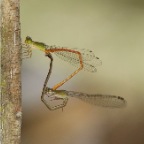 Ceriagrion aeruginosum